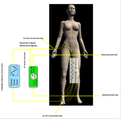 Bioelectrical Impedance Analysis (BIA) and Body Composition